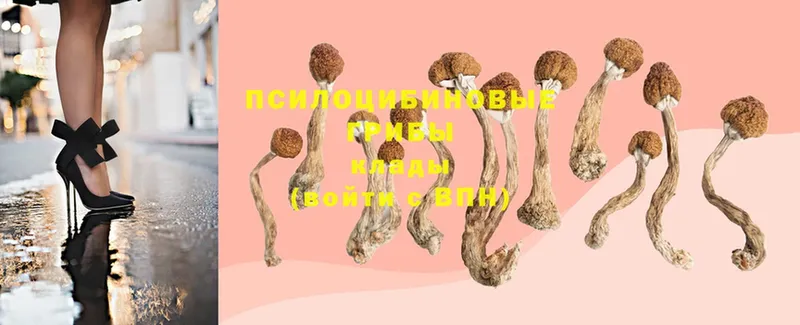 Псилоцибиновые грибы Cubensis  как найти наркотики  Анадырь 